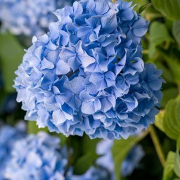 Here’s Why We All Can’t Stop Talking About The Summer I Turned Pretty